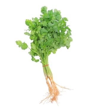 Cilantro 100 g aprox.